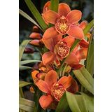 Dashing Look 10 Adet Orange Orkide Tohum TH-443454565321234212