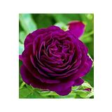 Dashing Look 15 Adet Bordo Renkli Japon Gülü Çiçeği Tohumu TH-04815701832604673