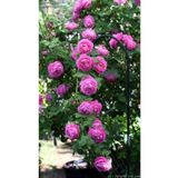 Dashing Look 15 Adet Pembe Renkli Katmerli Sarmaşık Gül Tohumu TH-593710586218603567