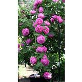 Dashing Look 15 Adet Pembe Renkli Katmerli Sarmaşık Gül Tohumu TH-thmcmthm449
