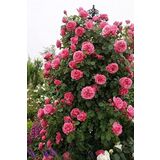 Dashing Look 15 Adet Pembe Renkli Sarmaşık Gül Tohumu TH-thmcmthm459