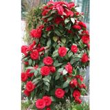 Dashing Look 15 Adet Soft Kırmızı Renkli Sarmaşık Gül Tohumu TH-thmcmthm447