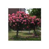 Dashing Look 5 Adet Bodur Pembe Gül Ağacı Tohumu TH-56634664391td40