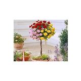 Dashing Look 5 Adet Bodur Üç Gül Bonsai Ağacı Tohumu TH-thmdnym03