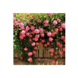 Dashing Look 5 Adet Pembe Sarmaşık Gül Tohumu TH-glthm5adt3tdr