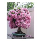 Dashing Look Açelya Bonsai Ağacı Tohumu-10 Adet TH-2022dshnglkthm093