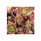 Dashing Look Aeonium Decorum Sukulent Tohumu TH-dshnglookthm030