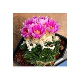 Dashing Look Ariocarpus Bravoanus Kaktüs Tohumu TH-9154684654654