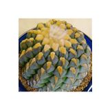 Dashing Look Ariocarpus Fissuratus Kaktüs Tohumu TH-dshnglookthm151