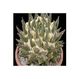 Dashing Look Ariocarpus Retusus Kaktüs Tohumu TH-dshnglookthm124