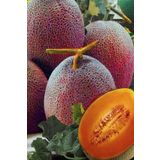 Dashing Look Bal Turuncu Kavun Tohumu / 5+ Adet Tohum TH-thmcmthm374