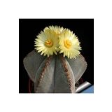 Dashing Look Bishop’s Cap Cactus Kaktüs Tohumu TH-9154684654664