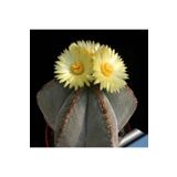 Dashing Look Bishop’s Cap Cactus Kaktüs Tohumu TH-dshnglookthm167