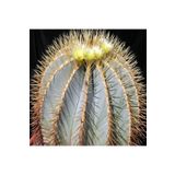 Dashing Look Blue Barrel Cactus Kaktüs Tohumu TH-9154684654665