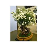 Dashing Look Bodur Beyaz Gül Bonzai Ağacı Tohumu 5 Adet Tohum Bonsai Ağacı Tohumu TH-8777963100558
