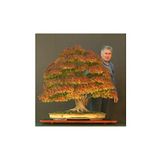 Dashing Look Bodur Çınar Bonzai Ağacı Tohumu 5 Adet Bonsai Ağacı Tohumu TH-8777963100261
