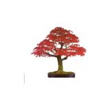 Dashing Look Bodur Flamingo Bonzai Ağacı Tohumu 5 Adet Bonsai Ağacı Tohumu TH-thmcmthm120