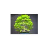 Dashing Look Bodur Japon Redwood Bonzai Ağacı Tohumu 5 Adet Bonsai Ağacı Tohumu TH-thmcmthm115