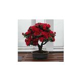 Dashing Look Bodur Kırmızı Gül Bonzai Ağacı Tohumu 5 Adet Tohum Bonsai Ağacı Tohumu TH-thmcmthm17