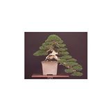 Dashing Look Bodur Lübnan Sediri Bonzai Ağacı Tohumu 5 Adet Bonsai Ağacı Tohumu TH-8777963100155