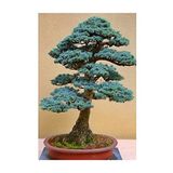 Dashing Look Bodur Mavi Selvi Bonzai Ağacı Tohumu 5 Adet Bonsai Ağacı Tohumu TH-thmcmthm53