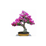 Dashing Look Bodur Mersin Bonzai Ağacı Tohumu 5 Adet Bonsai Ağacı Tohumu TH-thmcmthm41