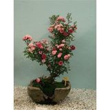 Dashing Look Bodur Pembe Gül Bonzai Ağacı Tohumu 5 Adet Tohum Bonsai Ağacı Tohumu TH-8777963100556