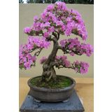 Dashing Look Bonsai Bonzai Ağacı Tohumu 5 Adet TH-2022dshnglkthm205