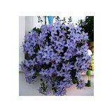 Dashing Look Campanula Mavi Çan Çiçeği Tohumu 10 12 Adet TH-31655116867425