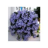 Dashing Look Campanula Mavi Çan Çiçeği Tohumu 10 12 Adet TH-thmcmthm550