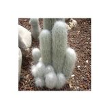 Dashing Look Cephalocereus Senilis Kaktüs Tohumu TH-9154684654669