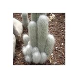 Dashing Look Cephalocereus Senilis Kaktüs Tohumu TH-dshnglookthm177