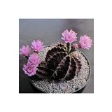 Dashing Look Chin Cactus Kaktüs Tohumu TH-dshnglookthm183