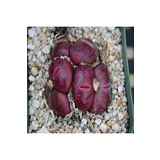 Dashing Look Conophytum Maughanii Ssp Armeniacum Sukulent Tohumu TH-dshnglookthm125