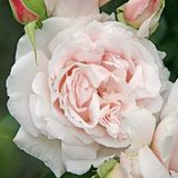 Dashing Look Constanze Mozart Narin Krem Pembe Gül Tohumu 5 Adet TH-dlthm009
