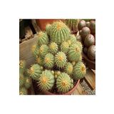 Dashing Look Copiapoa Haseltoniana Cactus Kaktüs Tohumu TH-dshnglookthm097
