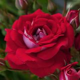 Dashing Look Corazon Kırmızı/Krem Beyaz Gül Tohumu 5 Adet TH-dlthm011