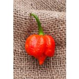 Dashing Look Dünyanın En Acısı Trinidad Scorpion Biber Tohumu / 5+ Adet Tohum TH-thmcmthm384