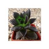 Dashing Look Echeveria Affinis Sukulent Tohumu TH-9154684654853