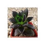 Dashing Look Echeveria Affinis Sukulent Tohumu TH-dshnglookthm166