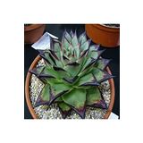 Dashing Look Echeveria Agavoides ‘ebony’ Sukulent Tohumu TH-9154684654854