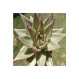 Dashing Look Echeveria Agavoides V Hidalgo Sukulent Tohumu TH-dshnglookthm103