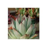 Dashing Look Echeveria Agavoides V Maria Sukulent Tohumu TH-dshnglookthm147