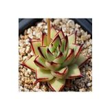 Dashing Look Echeveria Agavoides V Multifida Sukulent Tohumu TH-dshnglookthm175