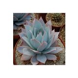 Dashing Look Echeveria Cante Sukulent Tohumu TH-9154684654861