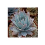 Dashing Look Echeveria Cante Sukulent Tohumu TH-dshnglookthm087