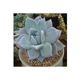 Dashing Look Echeveria Colorata ‘mexican Giant’ Sukulent Tohumu TH-dshnglookthm004