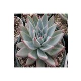 Dashing Look Echeveria Colorata – Tapalpa Sukulent Tohumu TH-dshnglookthm038