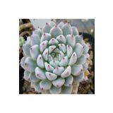 Dashing Look Echeveria Cuspidata V Gemmula Sukulent Tohumu TH-9154684654865
