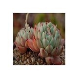 Dashing Look Echeveria Cuspidata V Zaragozae Sukulent Tohumu TH-9154684654866